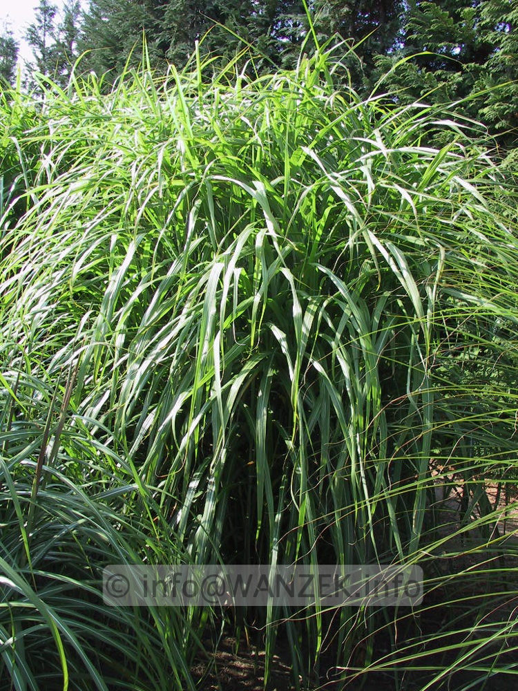 Miscanthus sinensis Condensatus 03.jpg